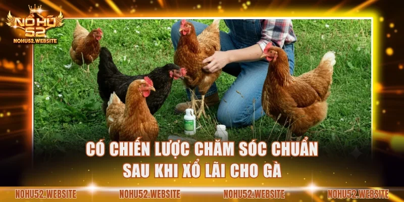 Có chiến lược chăm sóc chuẩn sau khi xổ lãi cho gà