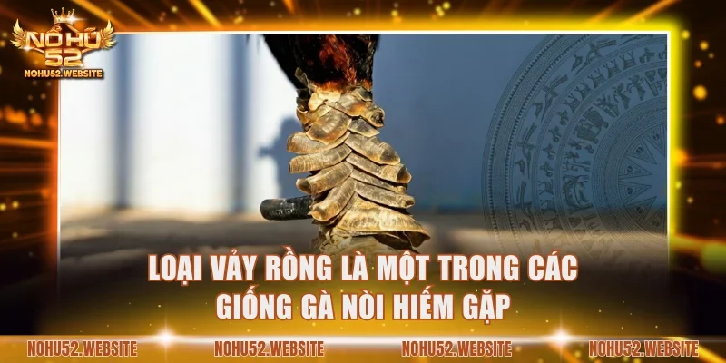 Loại vảy rồng là một trong các giống gà nòi hiếm gặp