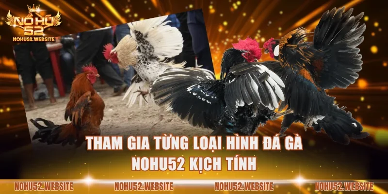 Tham gia từng loại hình Đá gà NOHU52 kịch tính